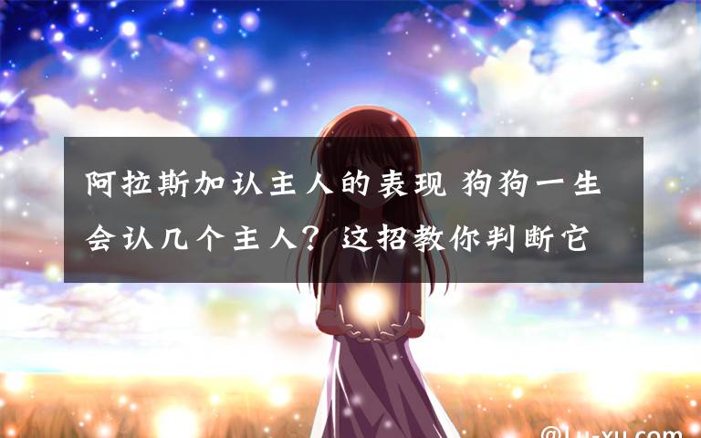 阿拉斯加认主人的表现 狗狗一生会认几个主人?这招教你判断它把谁当主子