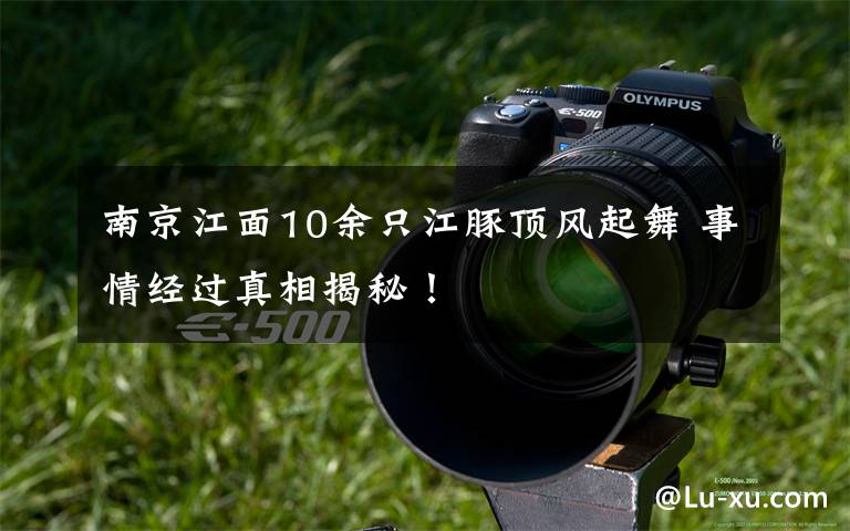 南京江面10余只江豚顶风起舞 事情经过真相揭秘!