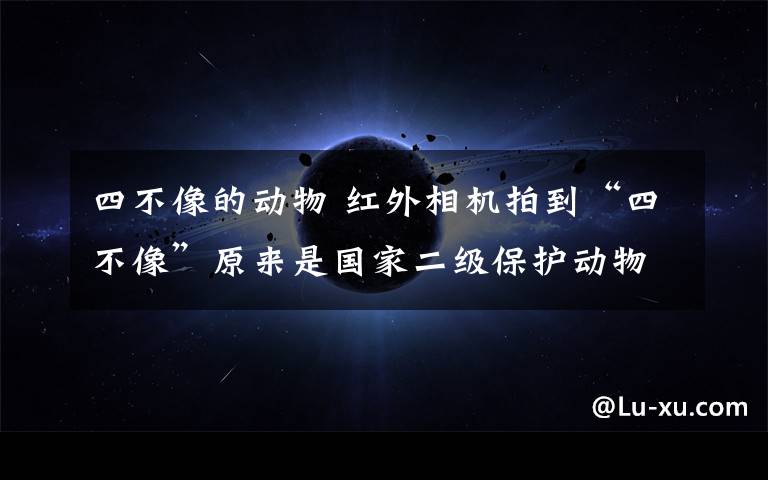 四不像的动物 红外相机拍到“四不像”原来是国家二级保护动物鬣羚