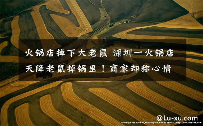 火锅店掉下大老鼠 深圳一火锅店天降老鼠掉锅里!商家却称心情差拒绝赔偿