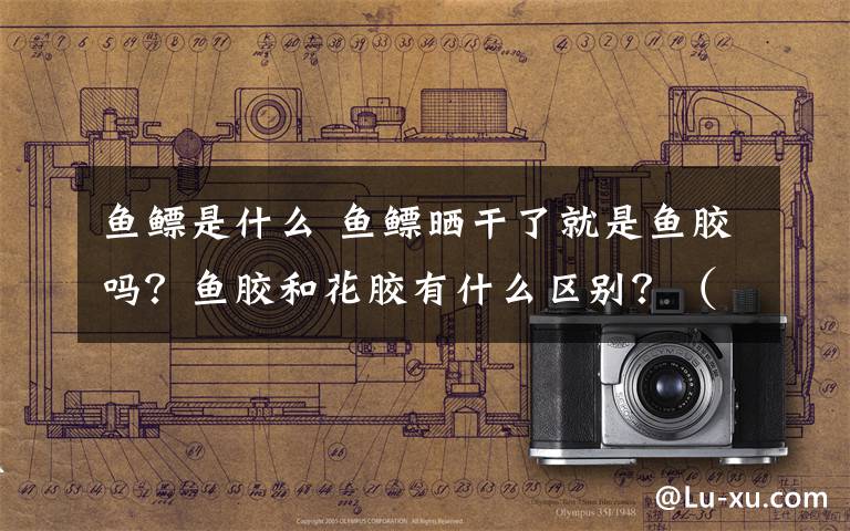 鱼鳔是什么 鱼鳔晒干了就是鱼胶吗？鱼胶和花胶有什么区别？（详解鱼胶制作过程）