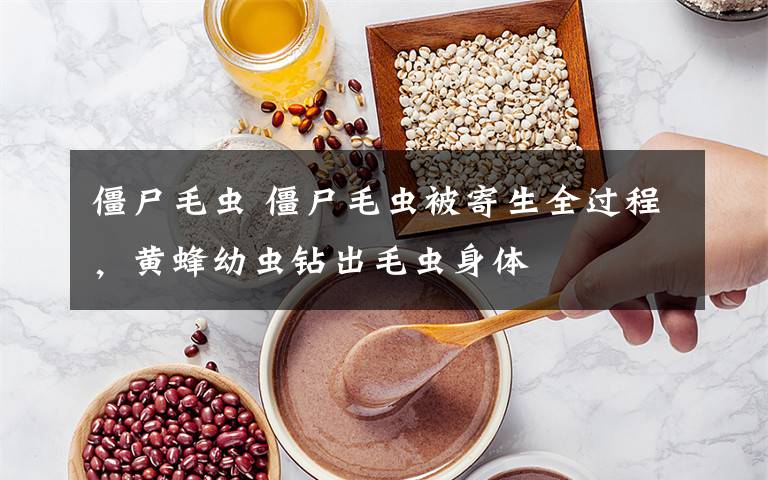 僵尸毛虫 僵尸毛虫被寄生全过程,黄蜂幼虫钻出毛虫身体