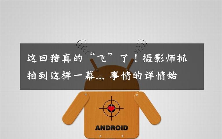 这回猪真的“飞”了!摄影师抓拍到这样一幕... 事情的详情始末是怎么样了!