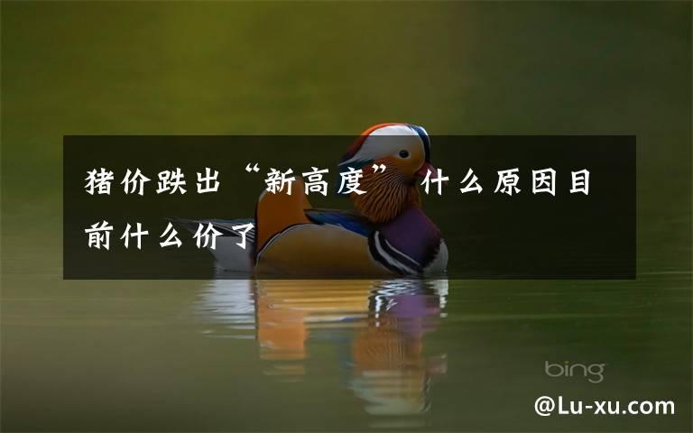 猪价跌出“新高度” 什么原因目前什么价了