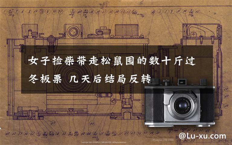 女子捡柴带走松鼠囤的数十斤过冬板栗 几天后结局反转