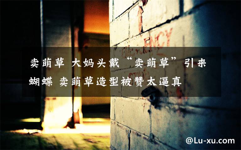 卖萌草 大妈头戴“卖萌草”引来蝴蝶 卖萌草造型被赞太逼真