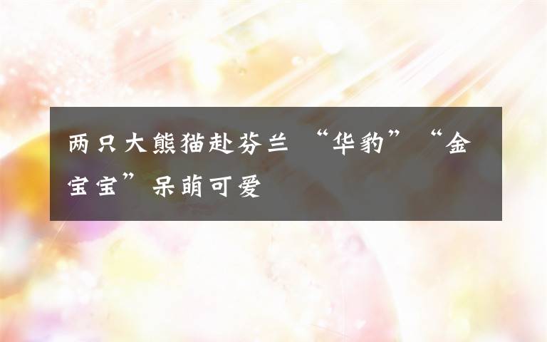两只大熊猫赴芬兰 “华豹”“金宝宝”呆萌可爱