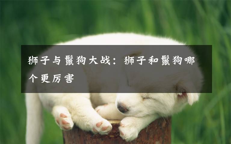 狮子与鬣狗大战:狮子和鬣狗哪个更厉害