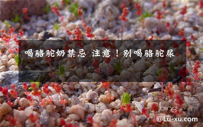 喝骆驼奶禁忌 注意!别喝骆驼尿