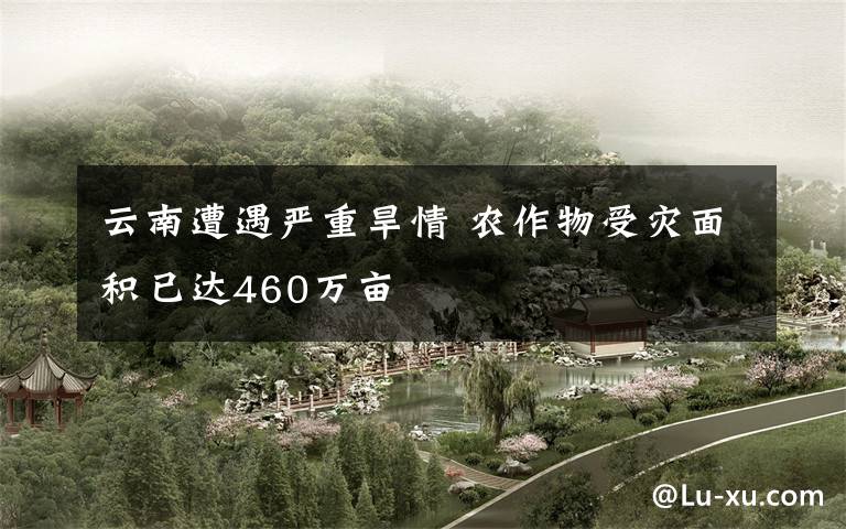 云南遭遇严重旱情 农作物受灾面积已达460万亩