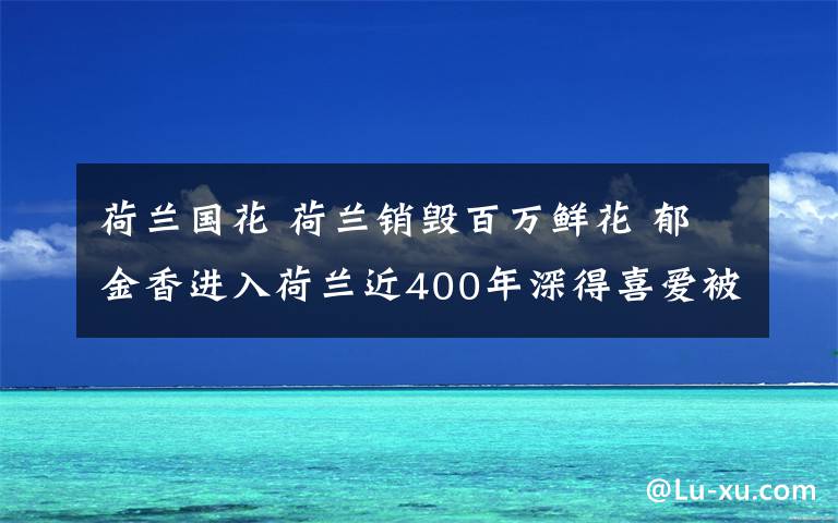 荷兰国花 荷兰销毁百万鲜花 郁金香进入荷兰近400年深得喜爱被评为国花