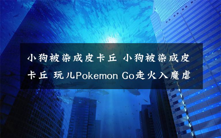 小狗被染成皮卡丘 小狗被染成皮卡丘 玩儿Pokemon Go走火入魔虐待动物