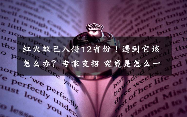 红火蚁已入侵12省份!遇到它该怎么办?专家支招 究竟是怎么一回事?
