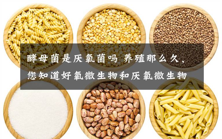 酵母菌是厌氧菌吗 养殖那么久，您知道好氧微生物和厌氧微生物吗？