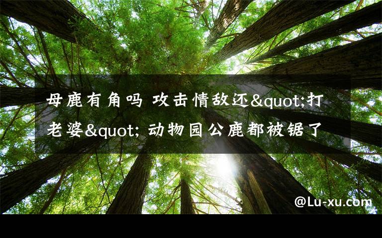 母鹿有角吗 攻击情敌还"打老婆" 动物园公鹿都被锯了角/图