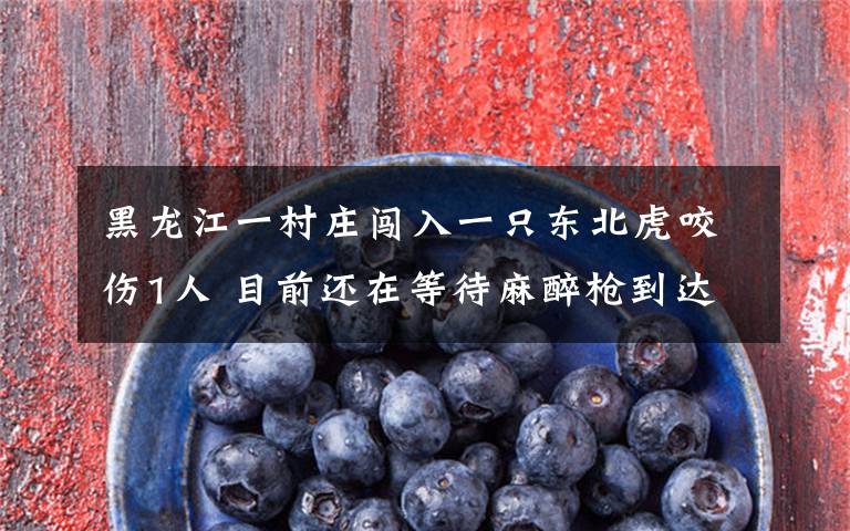 黑龙江一村庄闯入一只东北虎咬伤1人 目前还在等待麻醉枪到达现场 过程真相详细揭秘!
