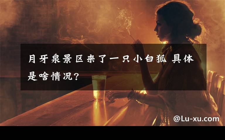 月牙泉景区来了一只小白狐 具体是啥情况?