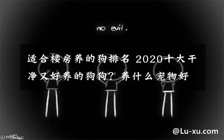 适合楼房养的狗排名 2020十大干净又好养的狗狗?养什么宠物好十强排行榜