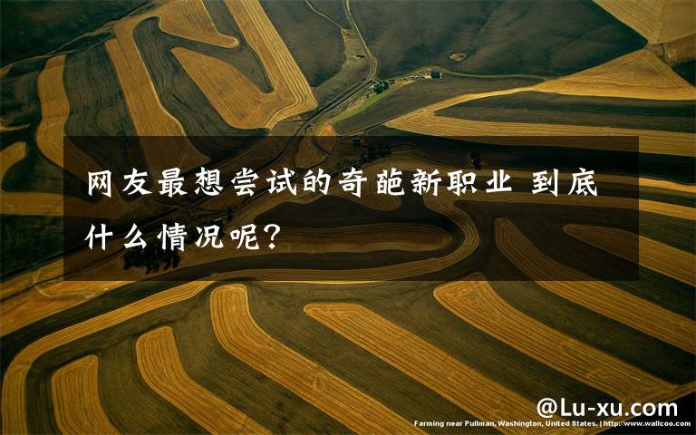 网友最想尝试的奇葩新职业 到底什么情况呢?