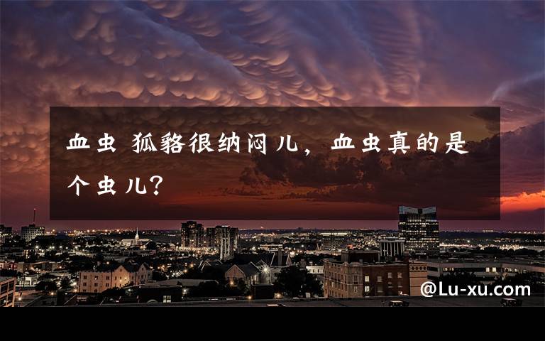 血虫 狐貉很纳闷儿,血虫真的是个虫儿?