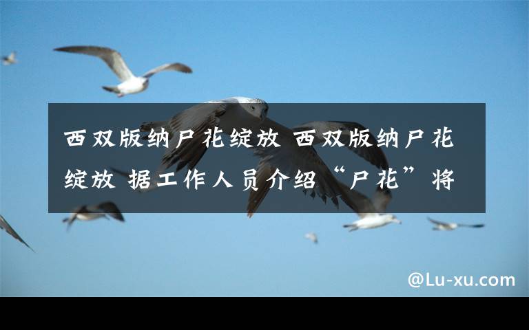 西双版纳尸花绽放 西双版纳尸花绽放 据工作人员介绍“尸花”将这样重新轮回