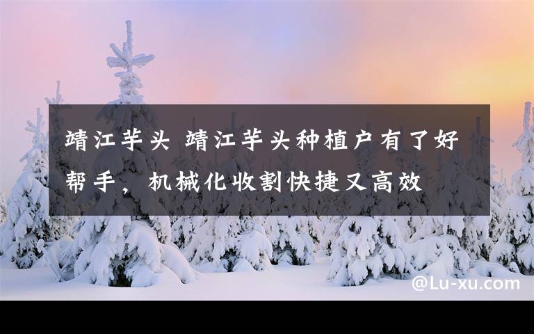 靖江芋头 靖江芋头种植户有了好帮手,机械化收割快捷又高效