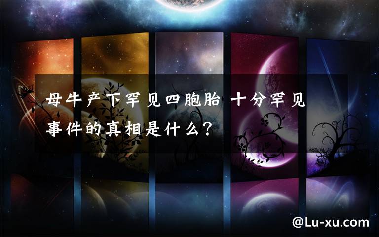 母牛产下罕见四胞胎 十分罕见 事件的真相是什么?