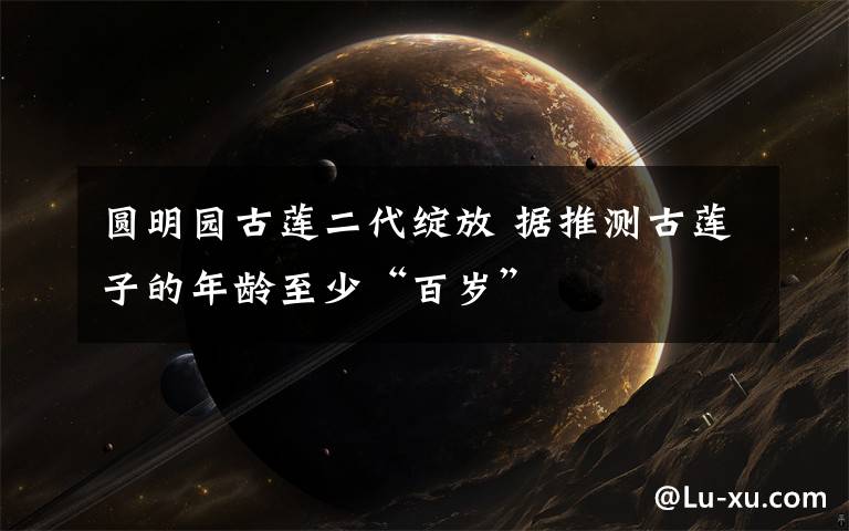 圆明园古莲二代绽放 据推测古莲子的年龄至少“百岁”