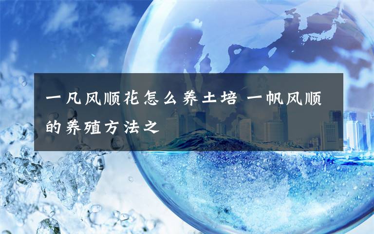 一凡风顺花怎么养土培 一帆风顺的养殖方法之