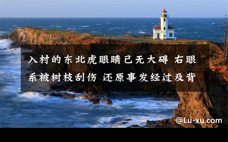 入村的东北虎眼睛已无大碍 右眼系被树枝刮伤 还原事发经过及背后真相!
