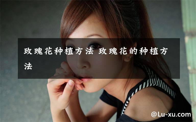 玫瑰花种植方法 玫瑰花的种植方法