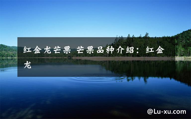 红金龙芒果 芒果品种介绍:红金龙