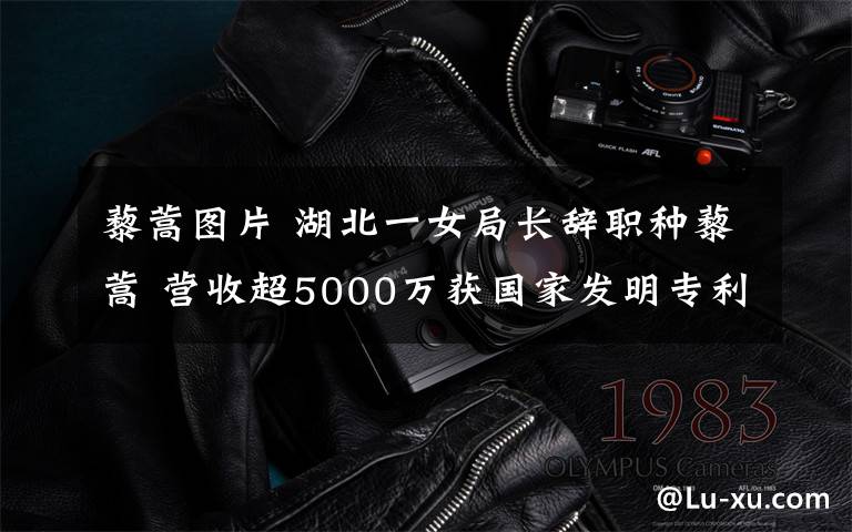 藜蒿图片 湖北一女局长辞职种藜蒿 营收超5000万获国家发明专利