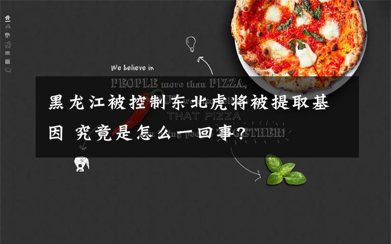 黑龙江被控制东北虎将被提取基因 究竟是怎么一回事?