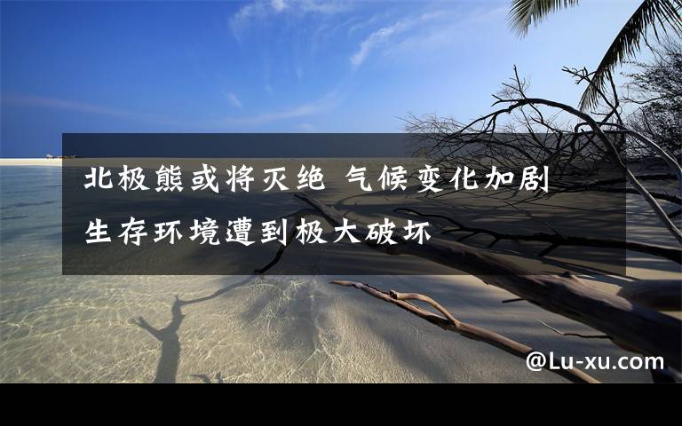 北极熊或将灭绝 气候变化加剧 生存环境遭到极大破坏