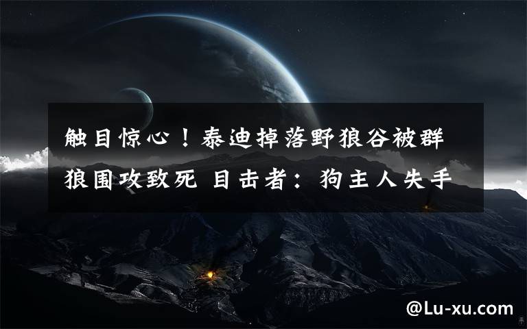触目惊心!泰迪掉落野狼谷被群狼围攻致死 目击者:狗主人失手摔落