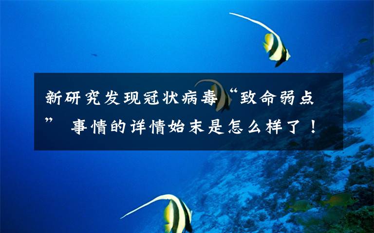 新研究发现冠状病毒“致命弱点” 事情的详情始末是怎么样了!