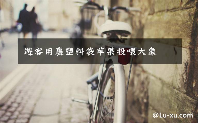 游客用裹塑料袋苹果投喂大象