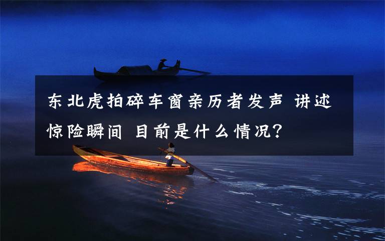 东北虎拍碎车窗亲历者发声 讲述惊险瞬间 目前是什么情况?