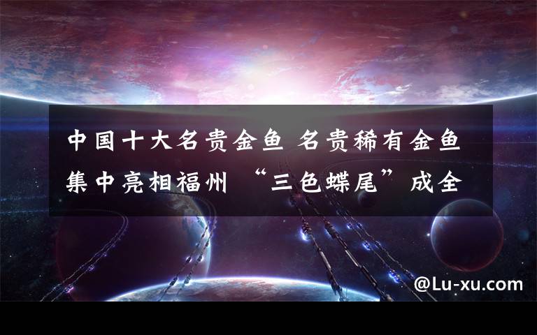 中国十大名贵金鱼 名贵稀有金鱼集中亮相福州 “三色蝶尾”成全场焦点