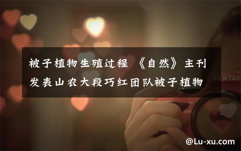 被子植物生殖过程 《自然》主刊发表山农大段巧红团队被子植物受精过程关键机制科研成果