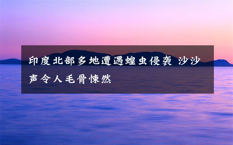 印度北部多地遭遇蝗虫侵袭 沙沙声令人毛骨悚然