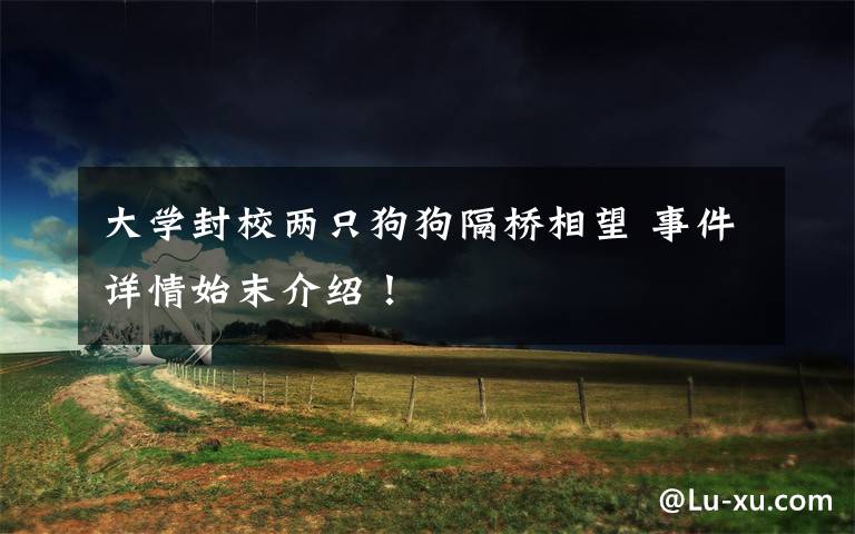 大学封校两只狗狗隔桥相望 事件详情始末介绍!