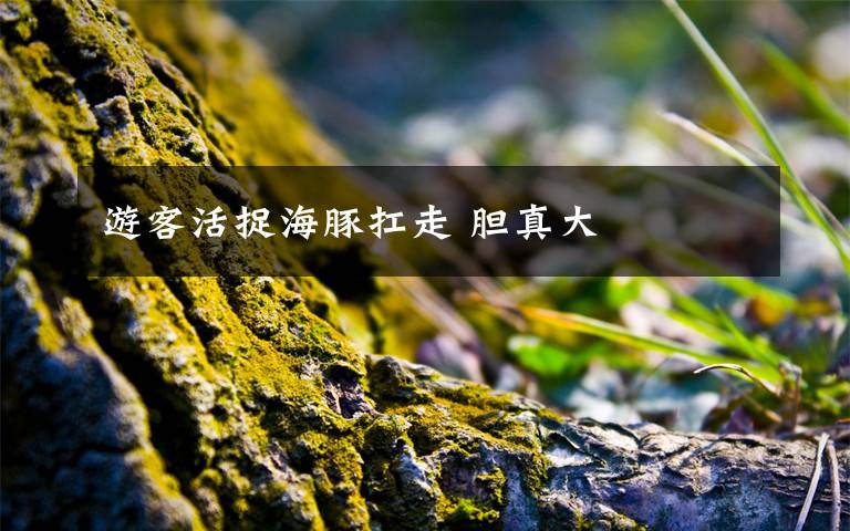 游客活捉海豚扛走 胆真大