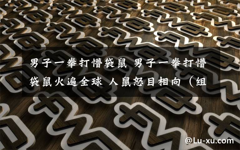 男子一拳打懵袋鼠 男子一拳打懵袋鼠火遍全球 人鼠怒目相向(组图)