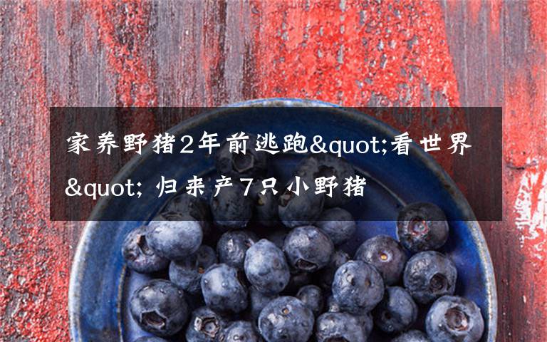 家养野猪2年前逃跑"看世界" 归来产7只小野猪