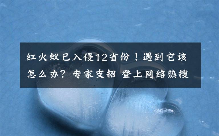 红火蚁已入侵12省份！遇到它该怎么办？专家支招 登上网络热搜了！