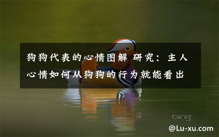 狗狗代表的心情图解 研究:主人心情如何从狗狗的行为就能看出来