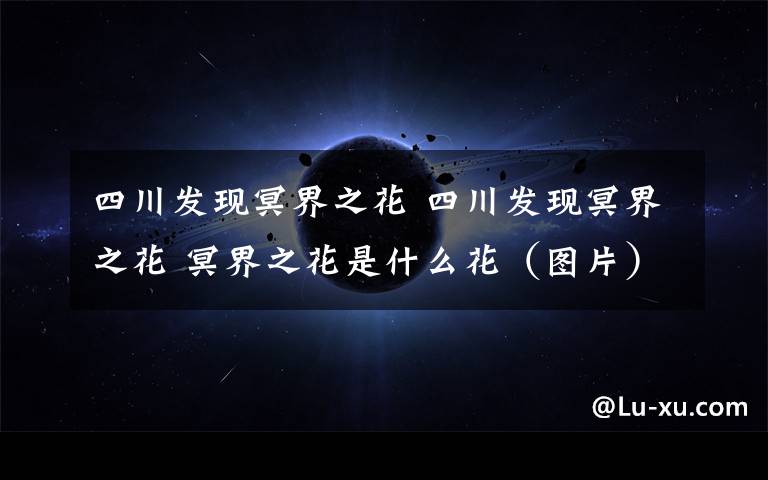 四川发现冥界之花 四川发现冥界之花 冥界之花是什么花(图片)