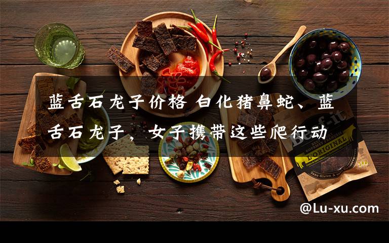 蓝舌石龙子价格 白化猪鼻蛇、蓝舌石龙子,女子携带这些爬行动物入境被截